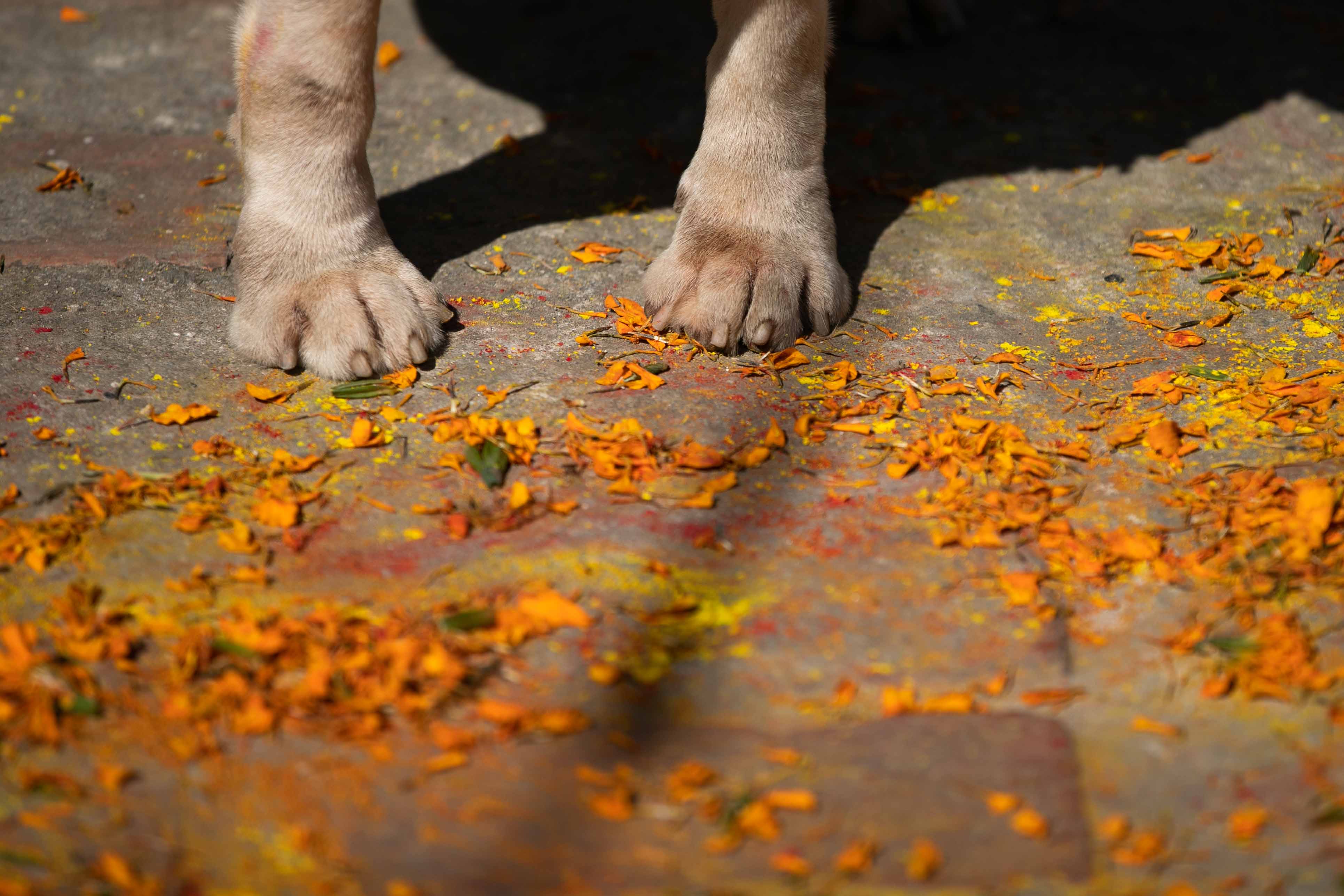 Nepal police dog festival-Nepal Photo Library  (4)1666603821.JPG